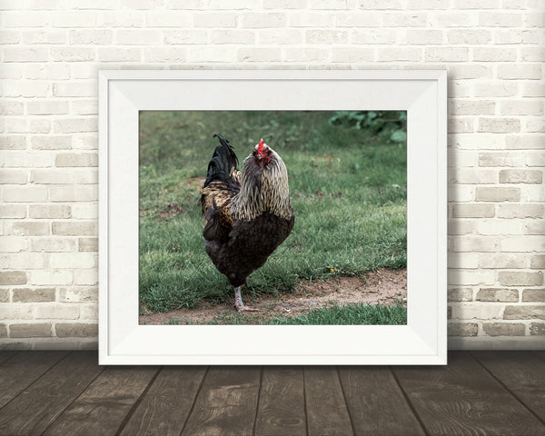 Chicken Rooster Photograph