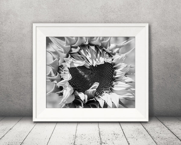 Yellow Sunflower Photograph Black White