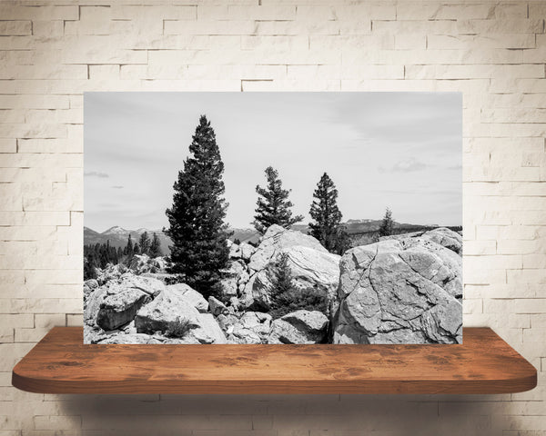 Yellowstone Photograph Black White