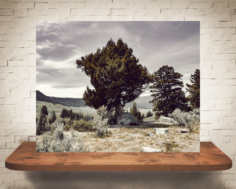 Yellowstone Photograph