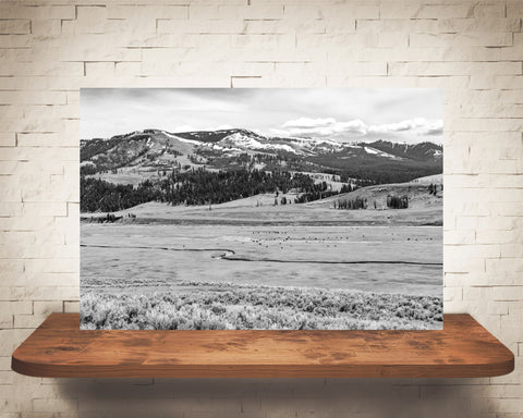 Yellowstone Photograph Black White