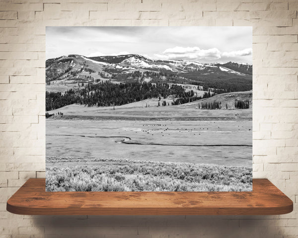 Yellowstone Photograph Black White