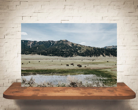 Yellowstone Photograph