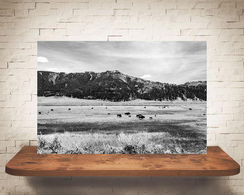 Yellowstone Photograph Black White