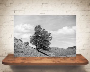 Yellowstone Tree Photograph Black White