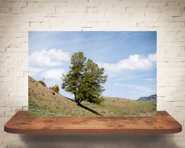 Yellowstone Tree Photograph