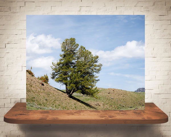 Yellowstone Tree Photograph