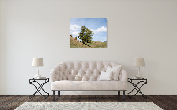 Yellowstone Tree Photograph